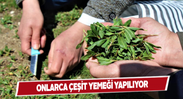 Madımak bitkisinin 180’den fazla yemeğini yapıyor