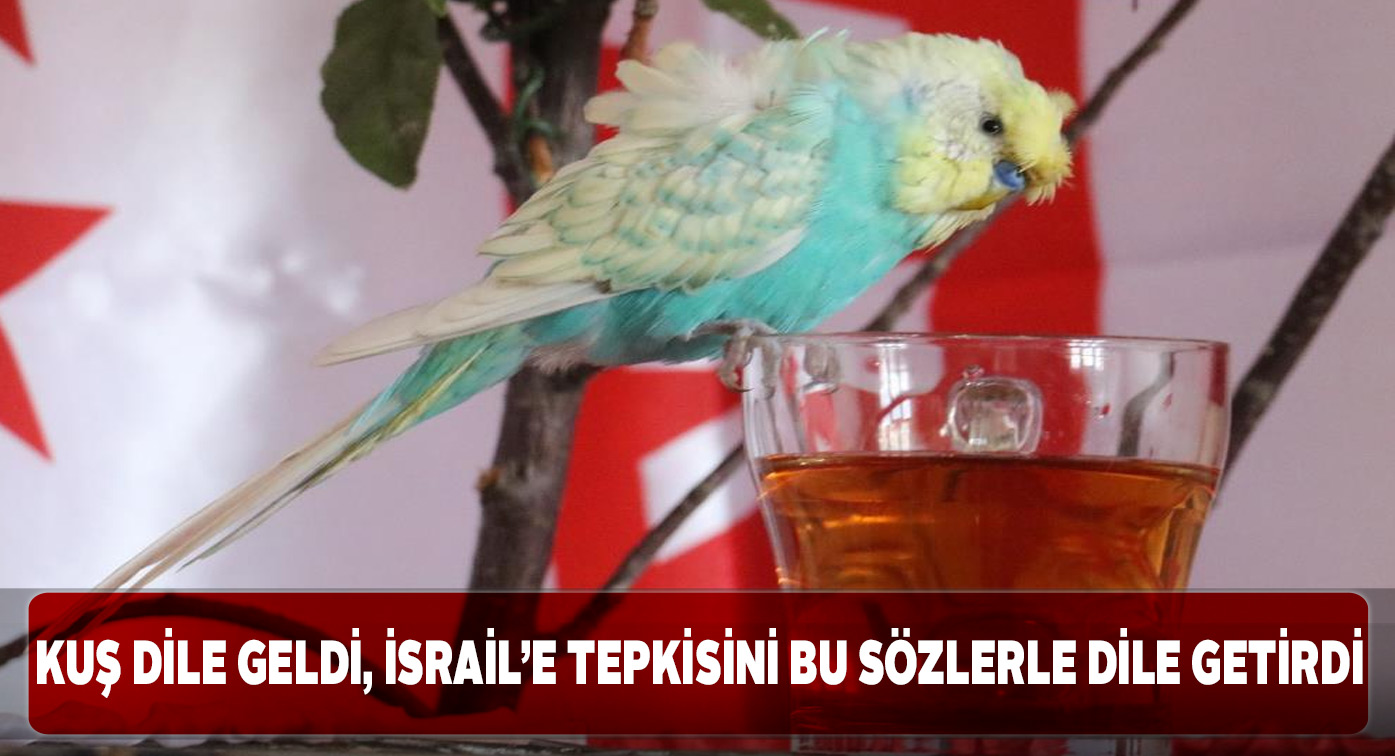 Sivaslı muhabbet kuşundan İsrail’e tepki