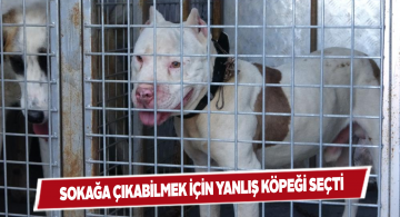 Pitbulu gezdirmeye çıktı, cezadan kaçamadı