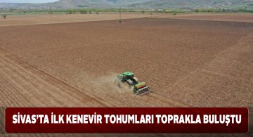 Sivas’ın tarihinde ilk defa kenevir ekimi gerçekleştirildi