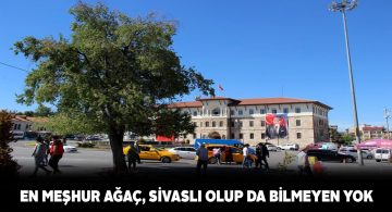 Sivas’ın ‘Tek Ağaç’ı vatandaşların buluşma noktası