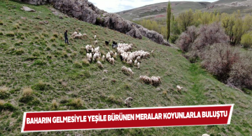 Sivas’ın yemyeşil meraları koyunları ağırlamaya başladı
