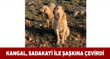 Sürüden ayrılan koyunun başında 2 gün bekledi