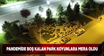 Tam kapanmada parklar koyunlara kaldı