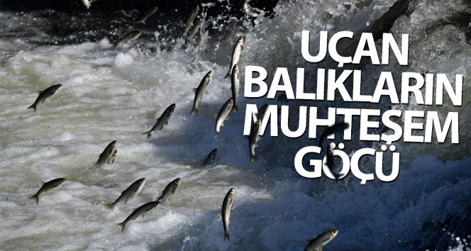 Uçan balıkların muhteşem göçü