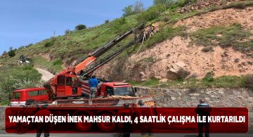 Yamaçtan düşen inek vinç yardımıyla kurtarıldı