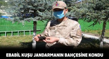 Yaralı ebabil kuşuna jandarma yardım etti