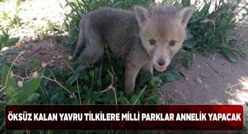 Annesiz kalan yavru tilkilere Doğa Koruma ekipleri sahip çıktı