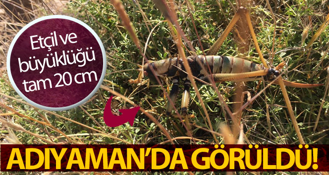 Adıyaman’da etçil çekirge görüldü