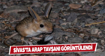 Sivas Doğa Koruma ekipleri ‘Arap Tavşanı’nı fotoğrafladı