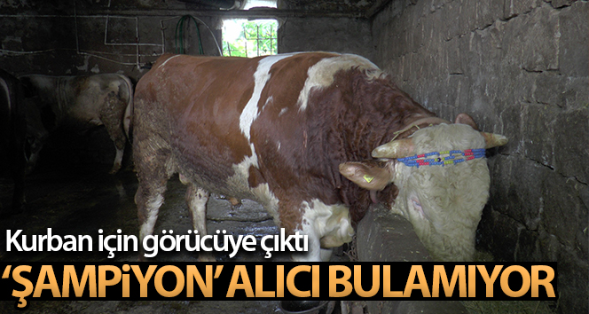 Bir tonluk ‘Şampiyon’ kurban için görücüye çıktı