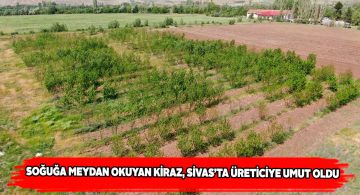 Bu kiraz türü üreticinin umudu oldu