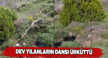 Zara ilçesinde dans eden yılanlar vatandaşları korkuttu