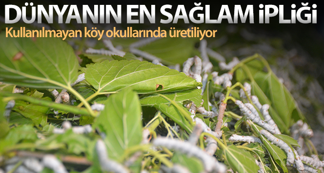 Dünyanın en sağlam ipliği