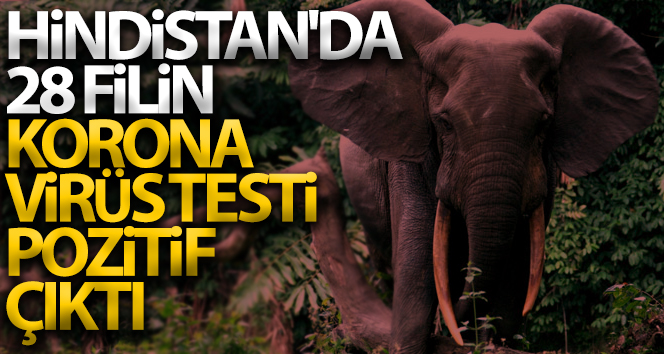 Hindistan’da 28 filin korona virüs testi pozitif çıktı