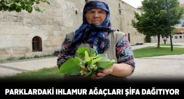 Sivaslı vatandaşlar parklardaki ıhlamur ağaçlarından şifa buluyor