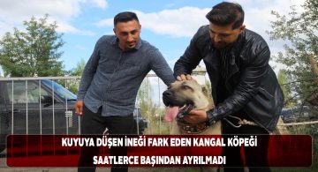 Zaza’nın dikkati sayesinde kuyudaki inek kurtarıldı