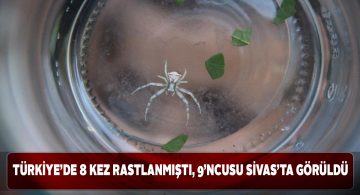 Sivas’ta insan yüzlü örümcek görüldü