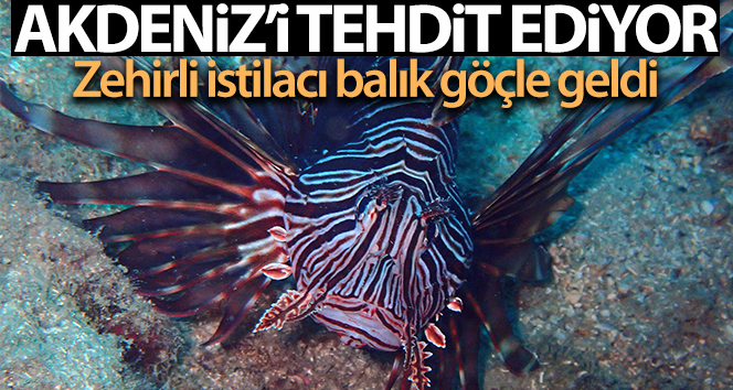 İstilacı, zehirli aslan balığı Akdeniz’i tehdit ediyor