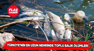 Kızılırmak Nehri’nde balık ölümleri görülmeye başlandı
