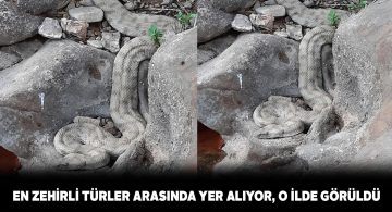 Sivas’ın Divriği ilçesinde ‘Koca Engerek’ görüldü