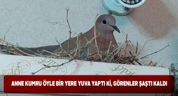 Matbaa rafında kumru yuvası görenleri şaşkınlığa uğratıyor