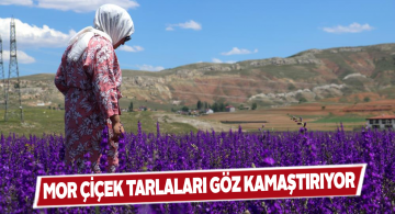 Sivas merkezde mor çiçekli tarla görenleri büyüledi