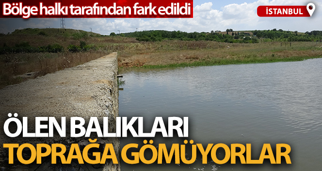 Ölen balıklar iş makineleriyle toprağa gömülüyor