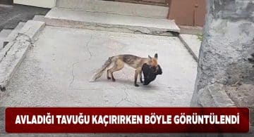 Şehir merkezine inen aç tilki tavuğu kaçırdı