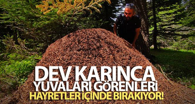 Uludağ’da dev karınca yuvaları görenleri hayretler içinde bırakıyor