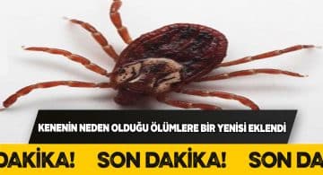 71 yaşındaki vatandaş kene yüzünden yaşamını yitirdi