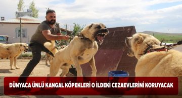 Sivas kangal köpekleri yeni görevlerine hazırlanıyor