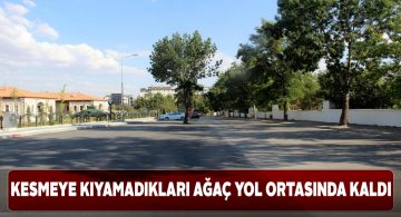 Çevreye zarar vermemek için yol ortasındaki ağacı kesmediler