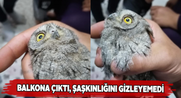 Balkonunda yavru baykuşu gören vatandaş şaşkınlığa uğradı