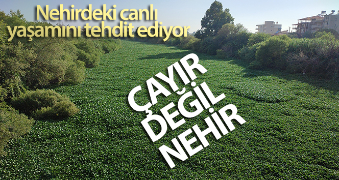 Çayır değil nehir