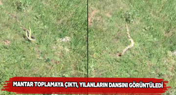 Doğanşar ilçesindeki yılanların dansı dikkat çekti