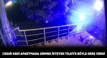 Kedinin cesareti tilkiye geri adım attırdı