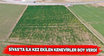 İki ay önce ekilen kenevirler olgunlaştı