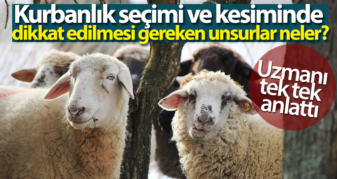 Kurbanlık seçimi ve kesiminde dikkat edilmesi gereken unsurlar
