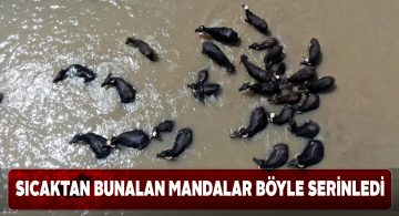 Mandalar Kızılırmak’a girerek serinlemeye çalışıyor