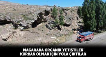 Organik kurbanlıklar hayvan pazarları için yola çıktı