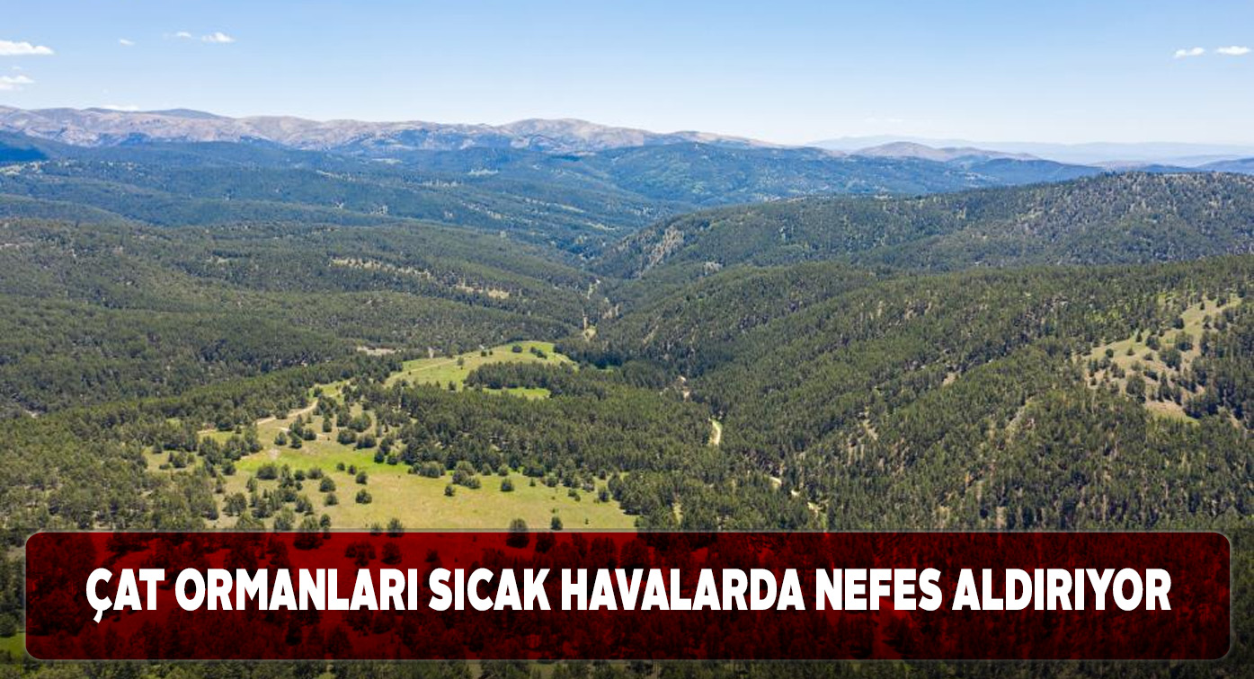 Sivaslı vatandaşlar Çat ormanlarında serinliyor