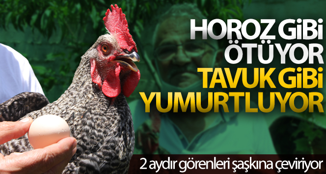 Sinop’ta 2 aydır yumurtlayan horoz sahibini şaşırttı