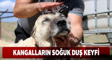 Sivas kangalları soğuk suyla serinliyor