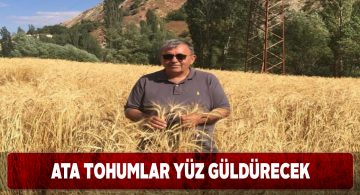 Zara ilçesindeki ata tohumları projesi ümit veriyor