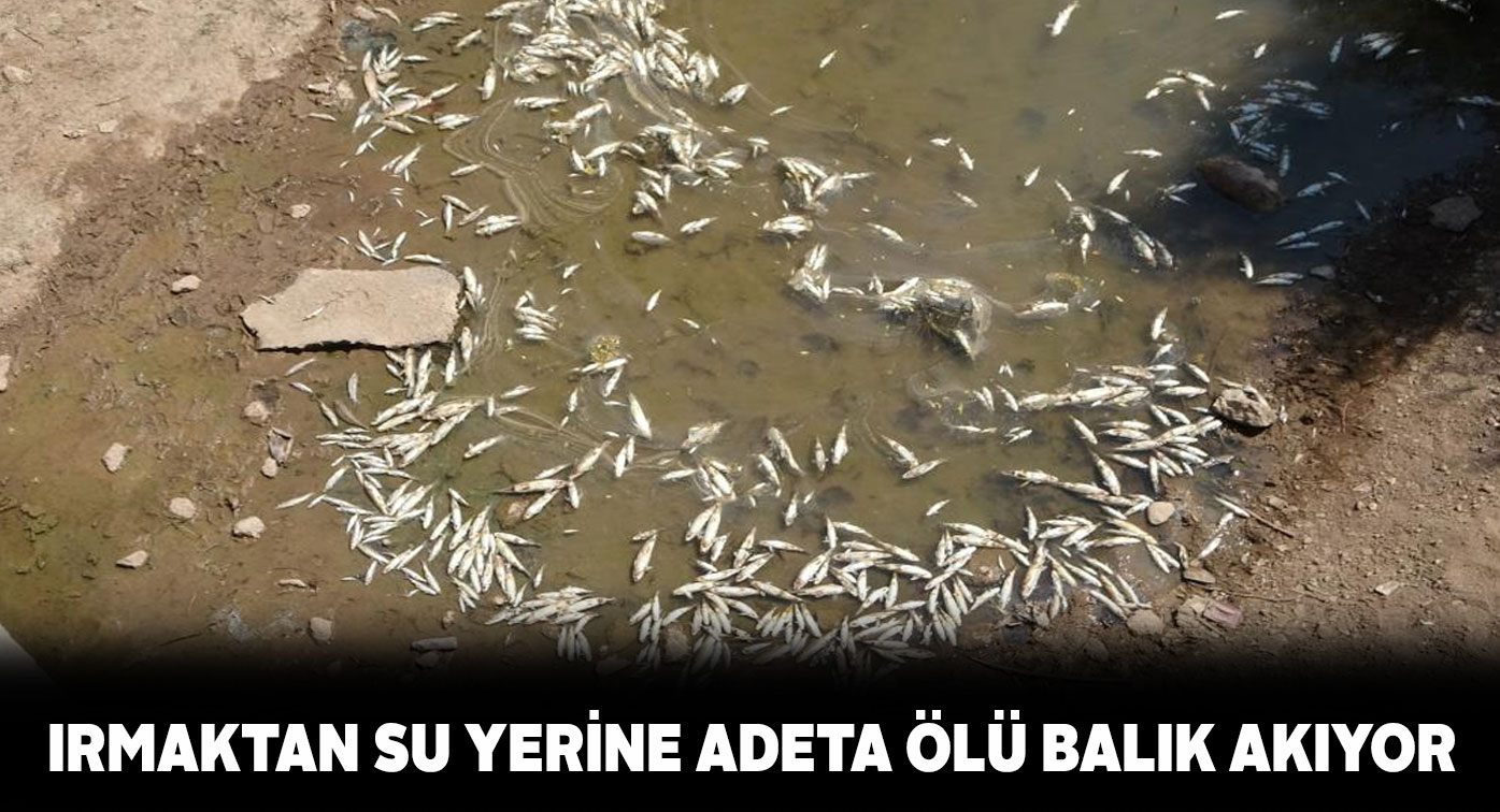 Kızılırmak Nehri’ndeki balık ölümleri yürekleri yaralıyor