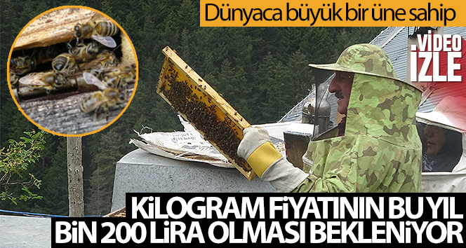 Anzer Balı’nda bal sağımı gerçekleştirildi