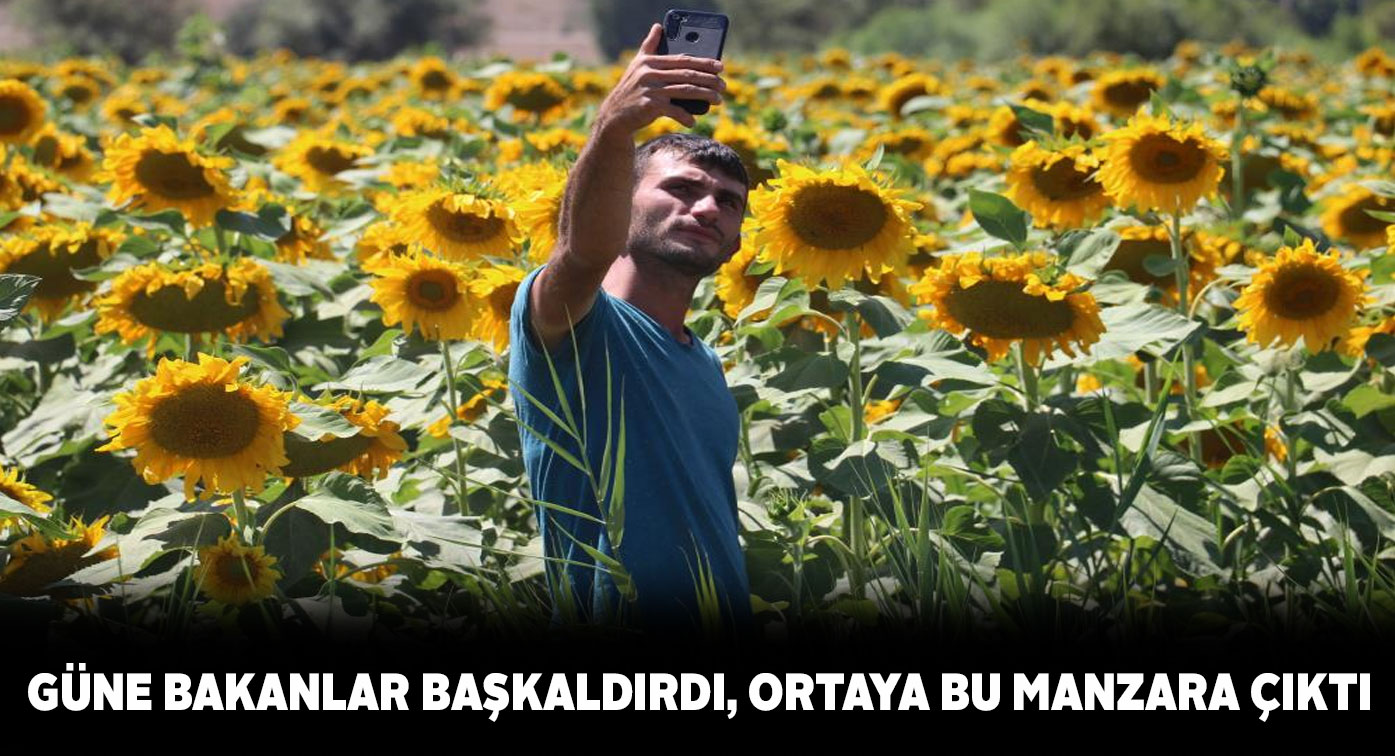 Ayçiçek tarlaları çiçek açınca ortaya görsel şölen çıktı