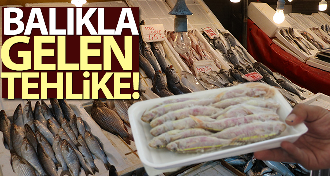 Balıkla gelen tehlike!