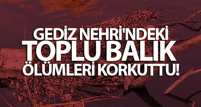 Gediz Nehri’ndeki toplu balık ölümleri korkuttu